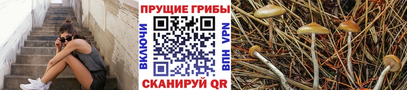 Галлюциногенные грибы MAGIC MUSHROOMS  сколько стоит  Яхрома 